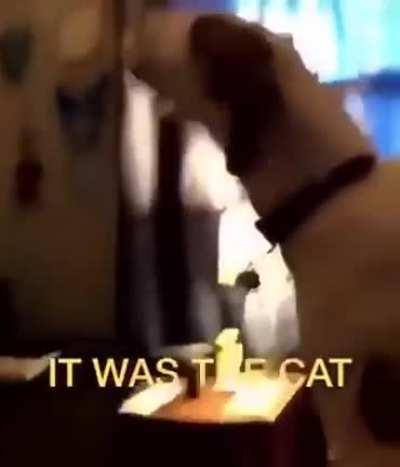It was the Cat!!