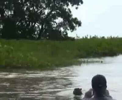 Jaguar attacks a Capybara