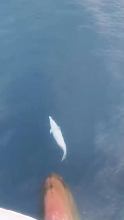 A dolphin playfully riding the bow wave of a ship.