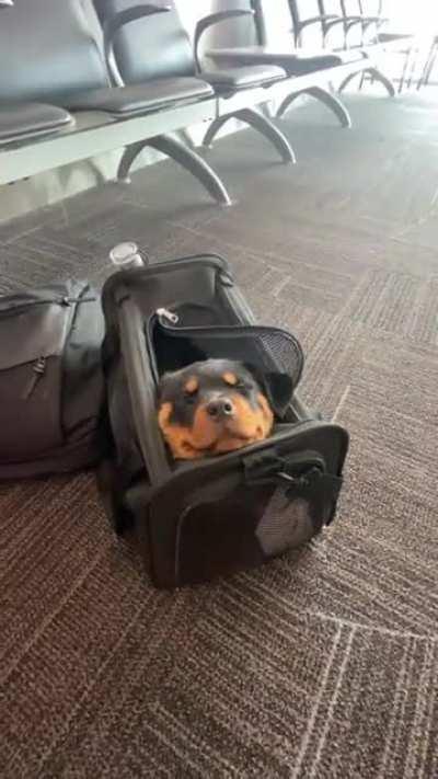 Meet my travel buddy: Miss Smooshy Face 🐶