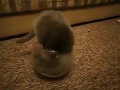 Now I'm convinced that cats are liquid !