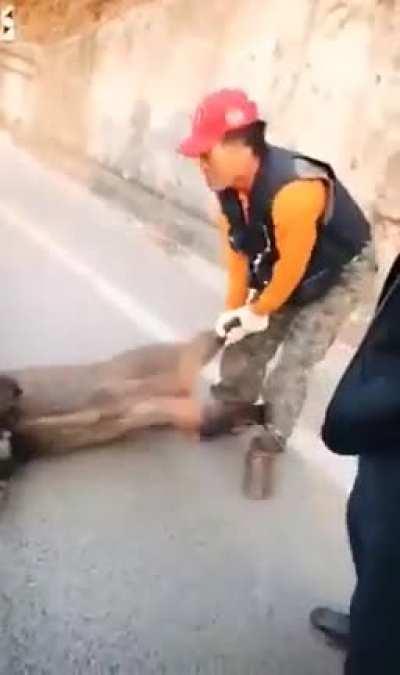 Hunter kills a wild boar with an axe.