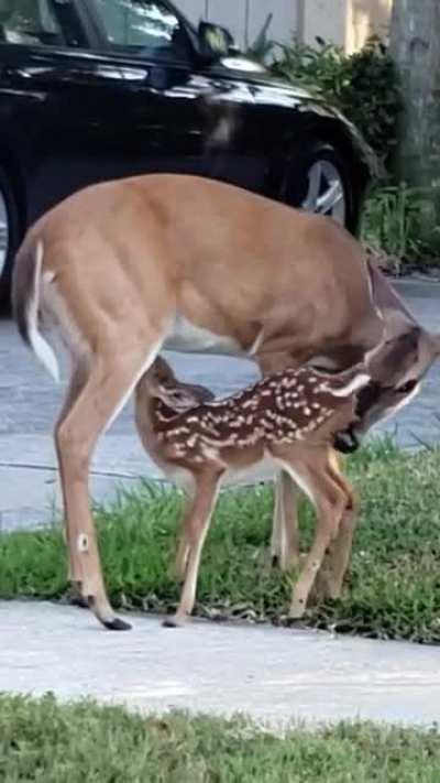 Another of my neighborhood animal encounters