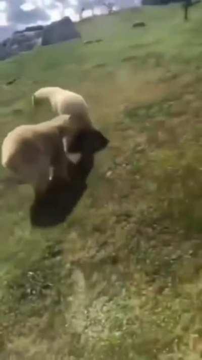 bEar with osTeoPOrOSiS bREaks EVEry boNe IN BOdY anD fucKiNg DieS