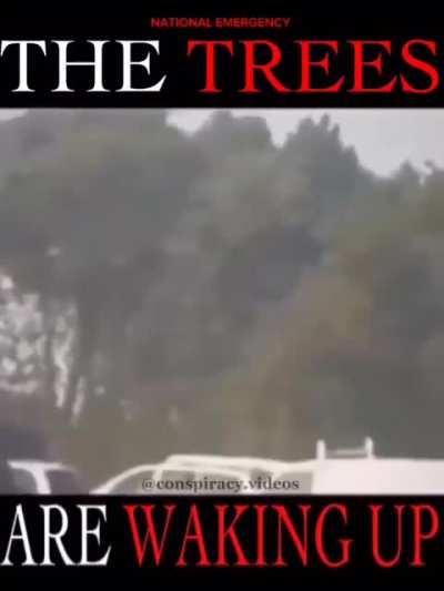 THE TREES ARE WAKING UP