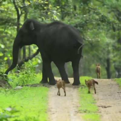 🔥 Female elephant chases away a pack of 13 Dholes that got too close to her herd which included two newborn calves - Kabini Forest, India