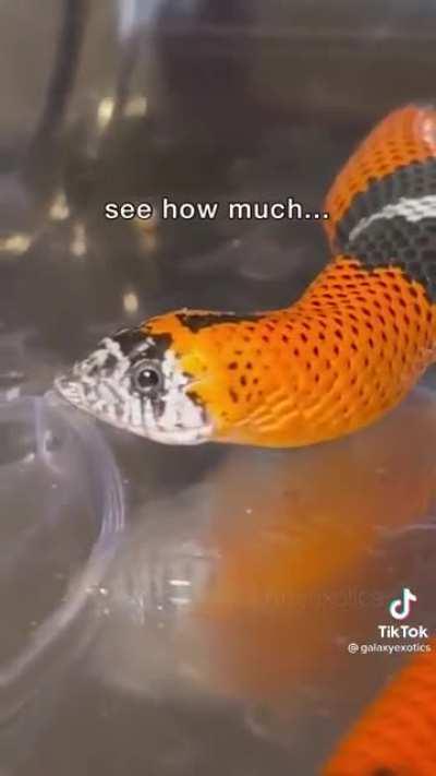 Lukaku to Chelsea fans