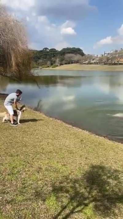 Capybara attacks husky