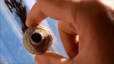 Squeezing a wasp nest