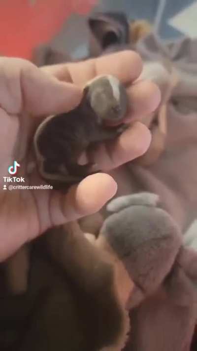 The tiniest baby skunk this year at Critter Care Wildlife (Music kinda loud)