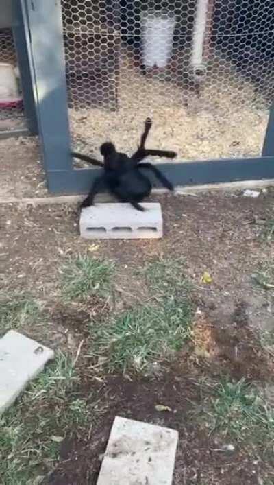 Dressed my chicken as a spider and he went crazy