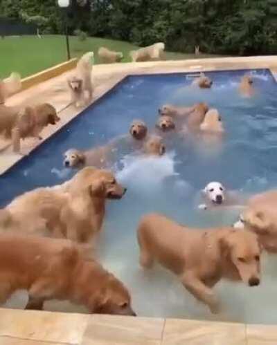Stocking the lake with a school of Golden Retrieverfish.