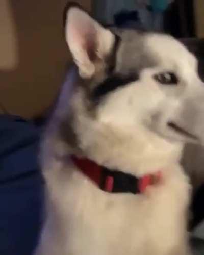 Dog feels guilty and avoids eye contact