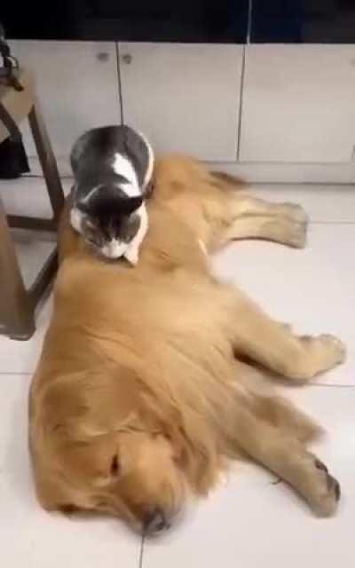 Cats and dogs not the traditional way