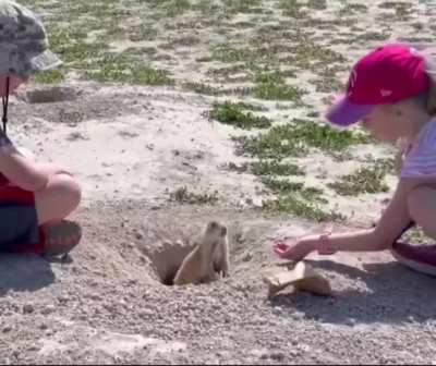 Animals are smarter than they look. 