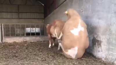 When you're too fat to mate