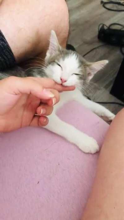 My smol son fell asleep in the middle of a bite. He is so cute