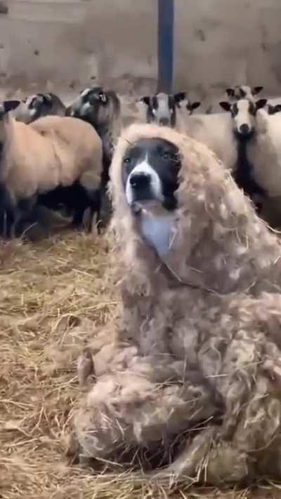 Doge hiding from the IRS