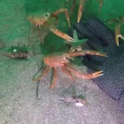 Trying to touch the human