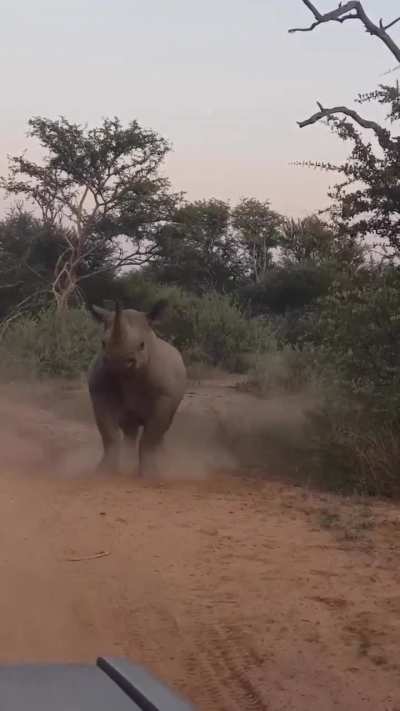 🔥 The way a rhino backs off using hurried short steps is unexpected, almost comical