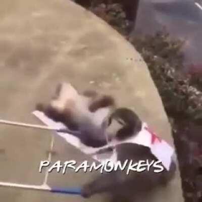 ParaMonkey jajajaja cara llorando de la risa, cara llorando de la risa.