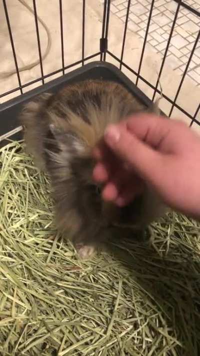 He’s a sweetie to humans just doesn’t want to get along with his brothers and sisters.