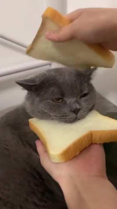 LAsT MomENTS recoRDed bEfOre Cat gETs EATEn aliVE