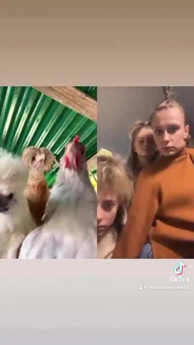 Re enacting the chicken dance