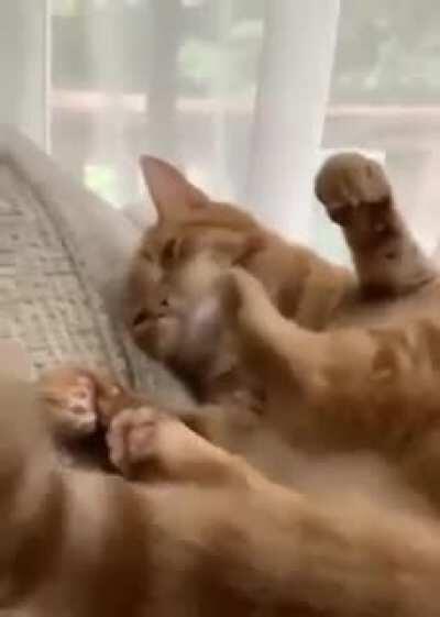 I'll just clean my paw here ...