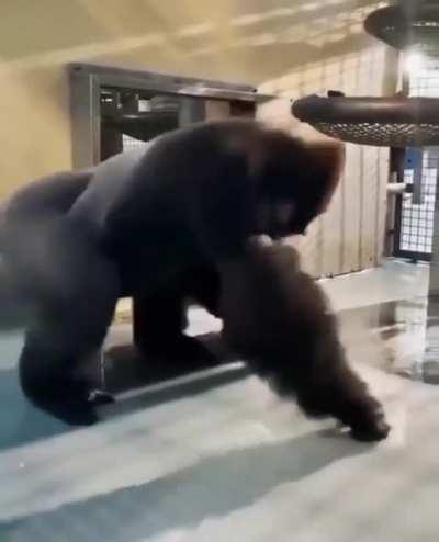 Que tengan una buena semana 🦍