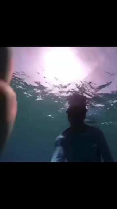 Hanging out with a Dolphin