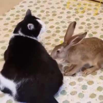 Cat Getting A Free Back Massage From A Bunny.