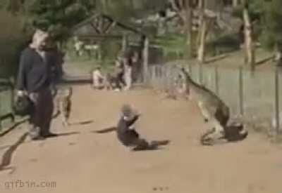 WCGW if you run up to A Kangaroo?