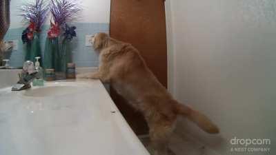 Here's how 12 year old Gusto copes with fireworks and thunderstorms. He shuts himself in the bathroom and turns on the overhead fan for white noise. Here it is, finally captured on video.