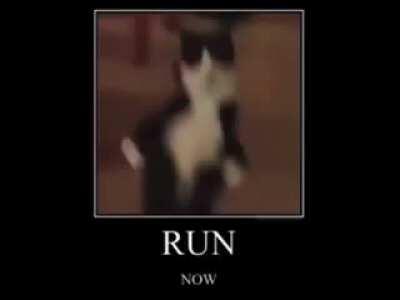 Algm quer ter um gato desse?