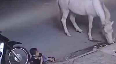 Little kid slaps horse and gets karma
