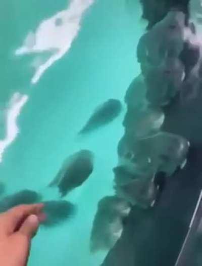 King Orgnum of Pyandonea plan to kill all the Altmer be like: