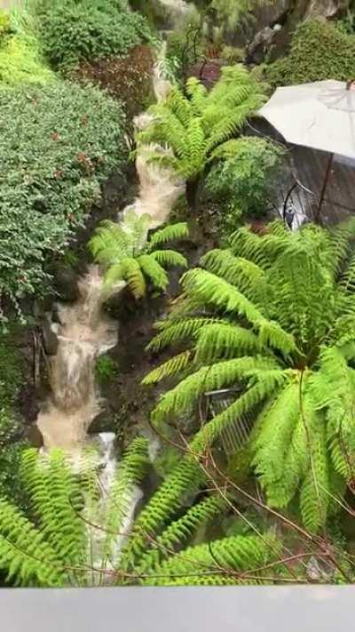 A back yard roughly inspired by Monet’s Garden during recent rains in Berkeley, CA.