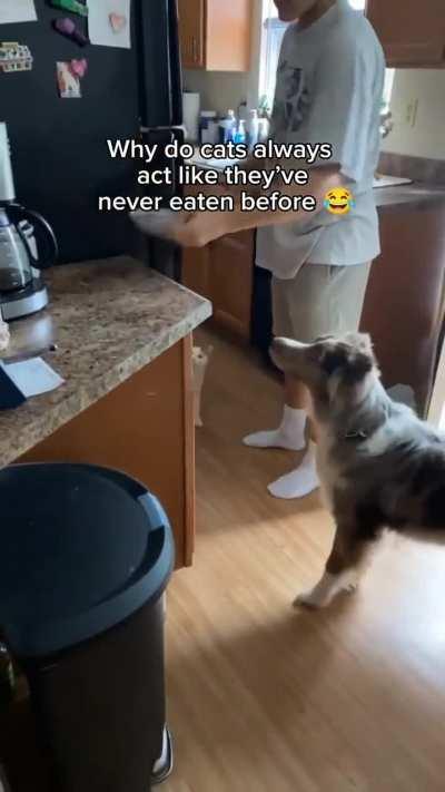 When you can see the bottom of your food pot for more then 3 minutes (credit:Ollie.cdrdr)