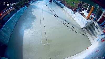 Dog running through fresh concrete!
