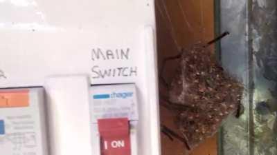 Huntsman spider's nest