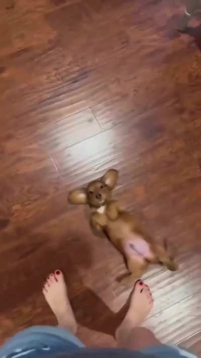 When your dog is a serial belly rub fanatic 😂❤️