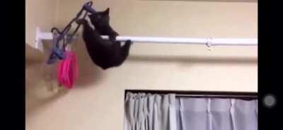 Cat did not expect gravity to exist