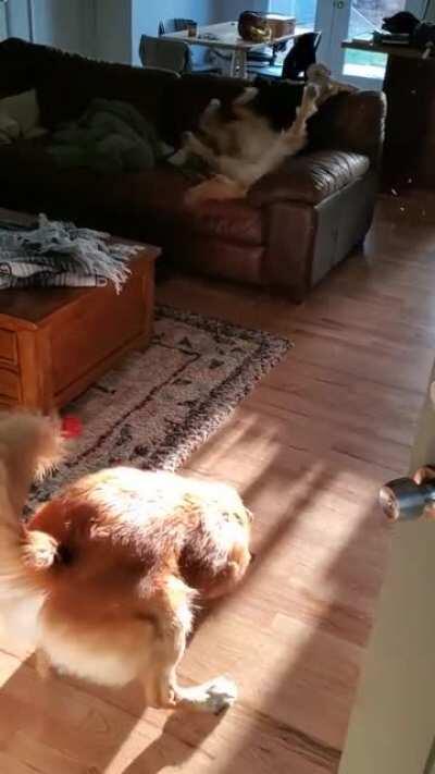 Dogs Are Excited To Be Home From Vacation -