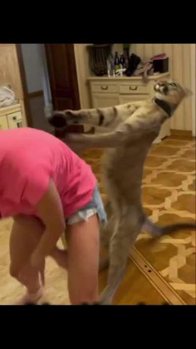 How Lesbians Try And Have The Sex