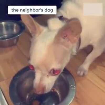 Cachorro dos vizinhos e o meu cachorro.