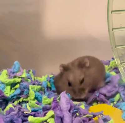 Ms. Nugget throwing a fit after her enclosure was cleaned 