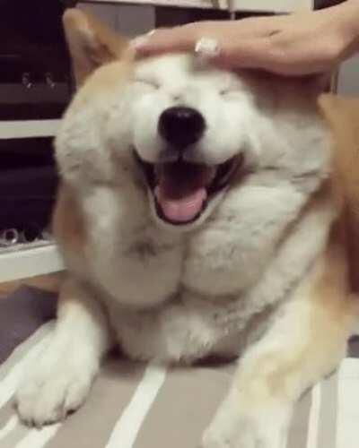 Doggo likes scratches
