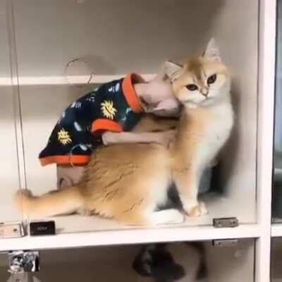 Purple LibRight in cat form