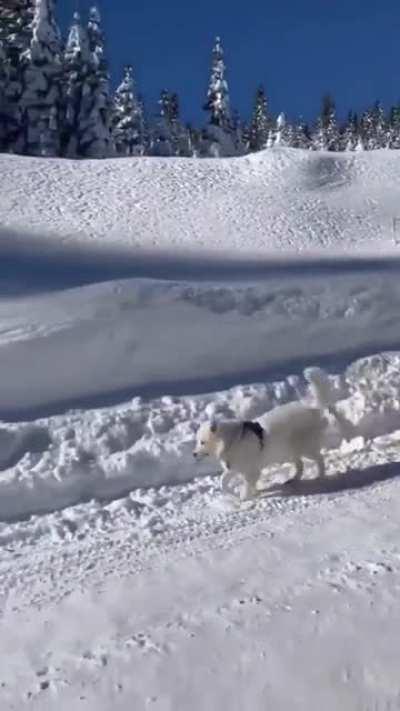 Morning stroll through the snow..
